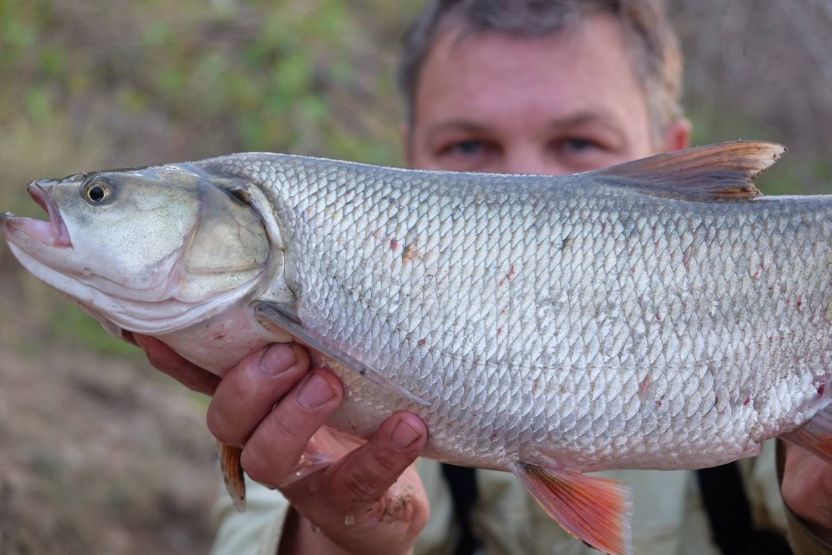 Размер рыбы разрешенной к вылову