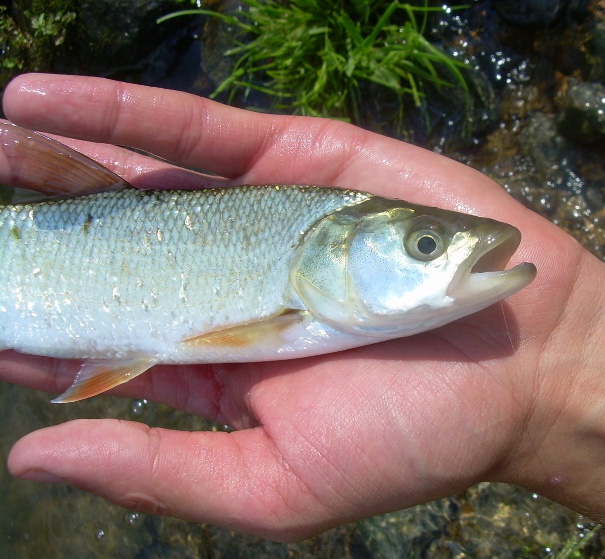 Голавль (Leuciscus cephalus)