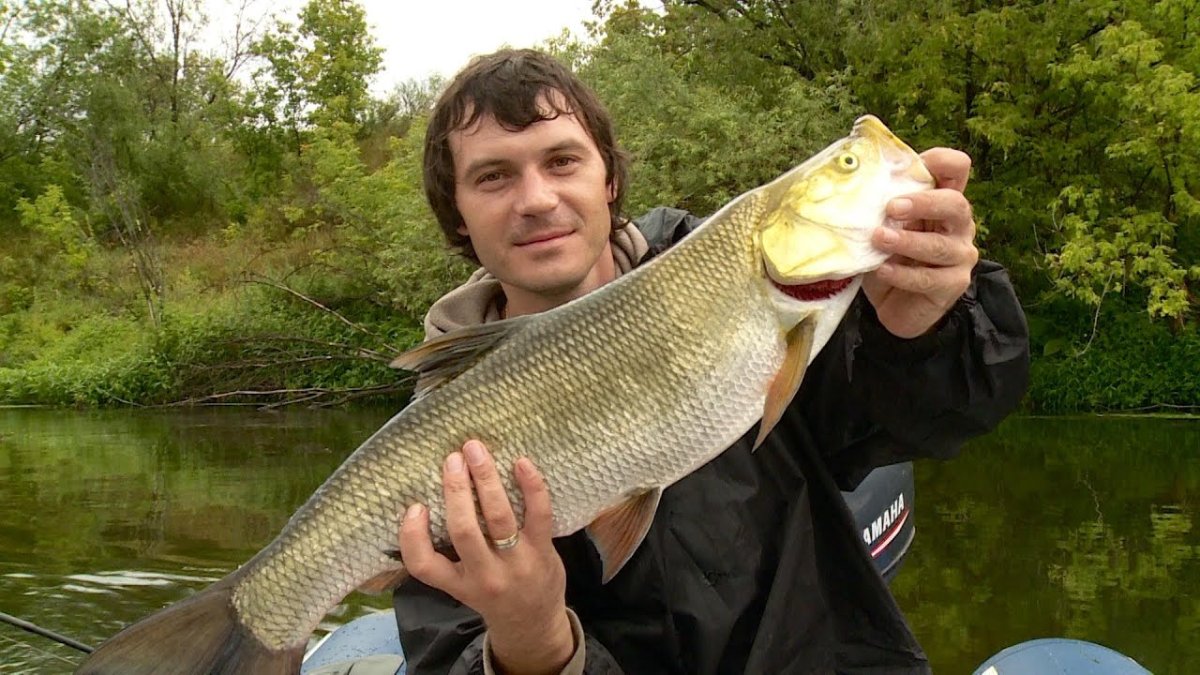 Речная рыба жерех