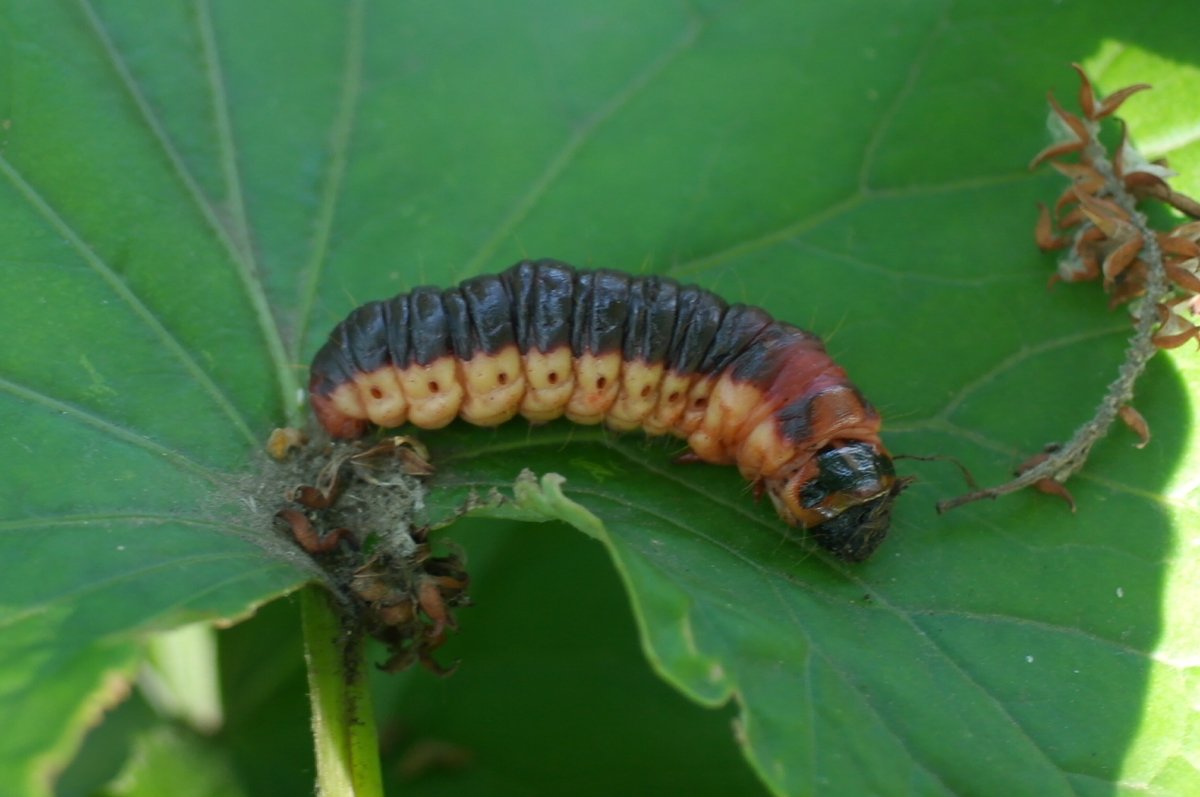 Гусеницы вредители