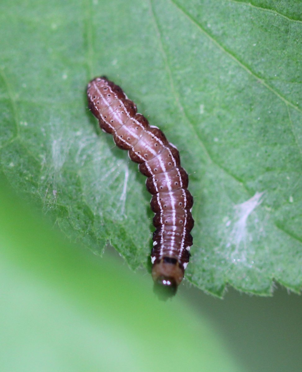 Жук дровосек Титан личинка