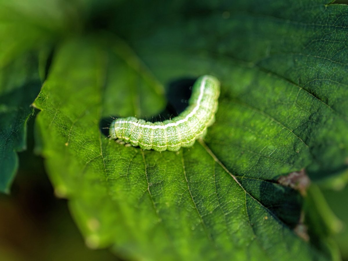 Clanis undulosa гусеница