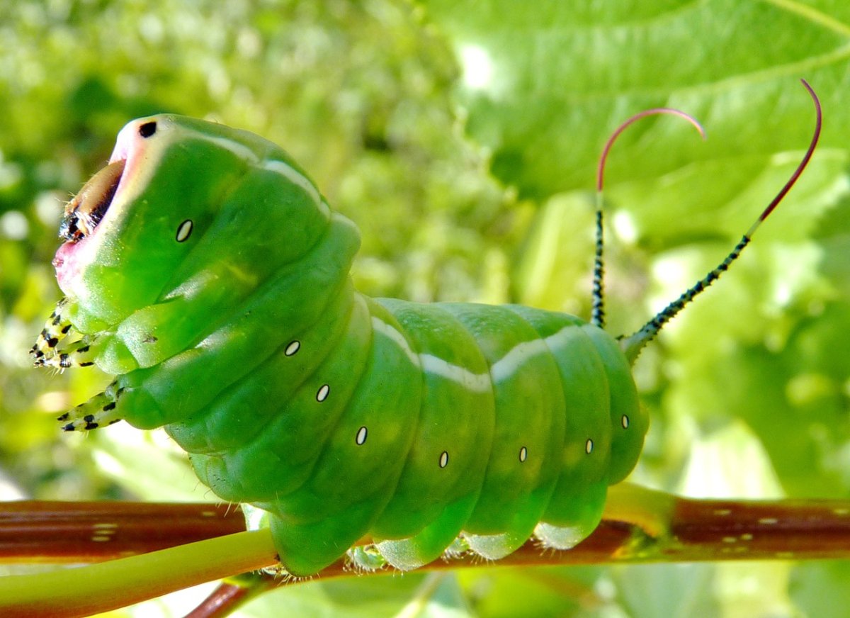 Катерпиллер гусеница зеленая