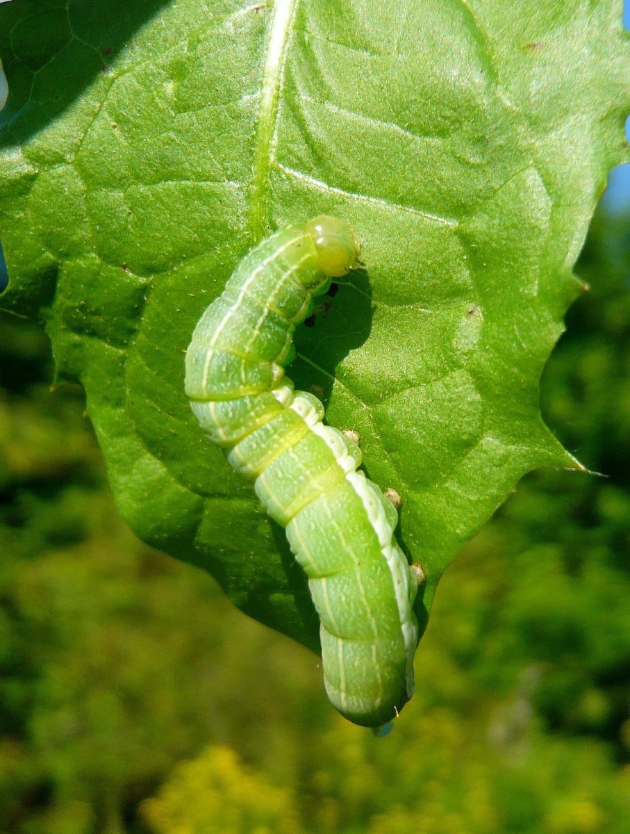 Древоточец пахучий гусеница