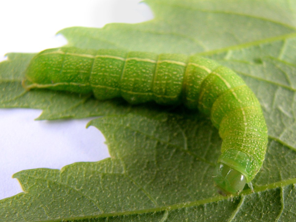 Зеленая гусеница древоточец