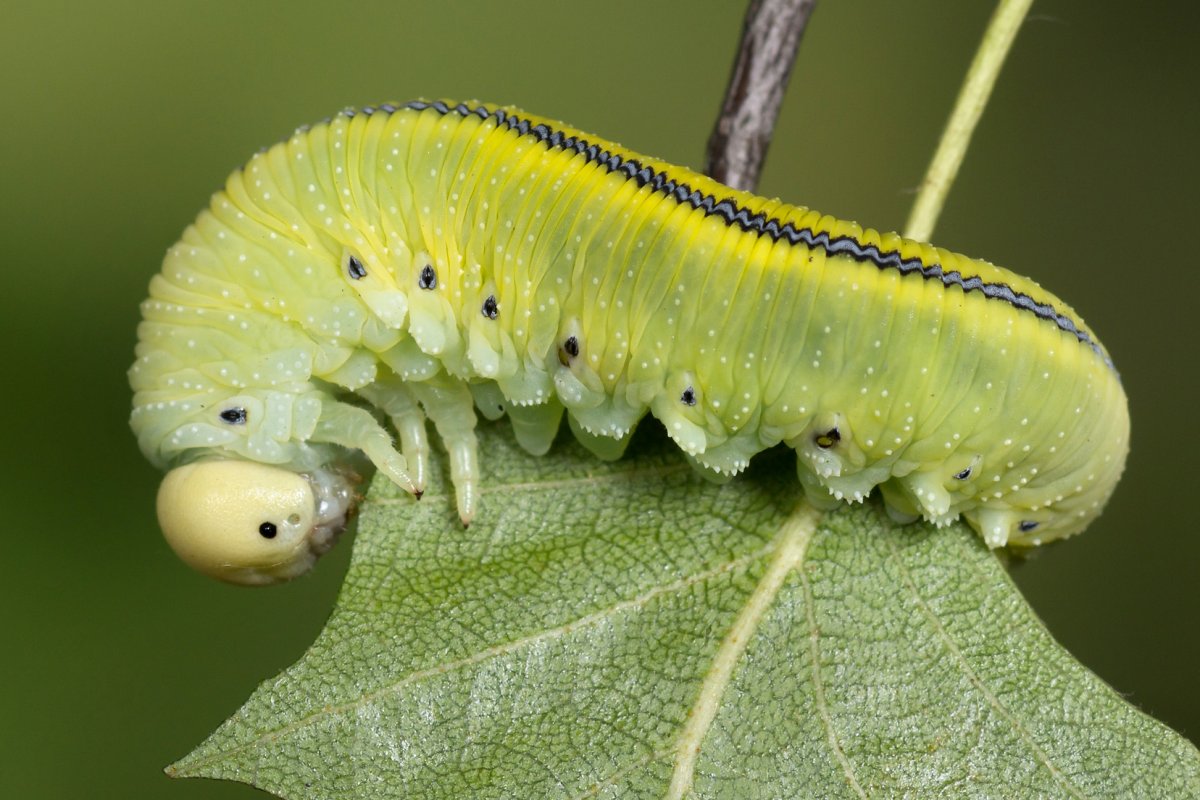 Гусеница жука точильщика