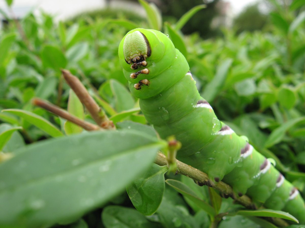 Гусеница бабочки Spicebush Swallowtail