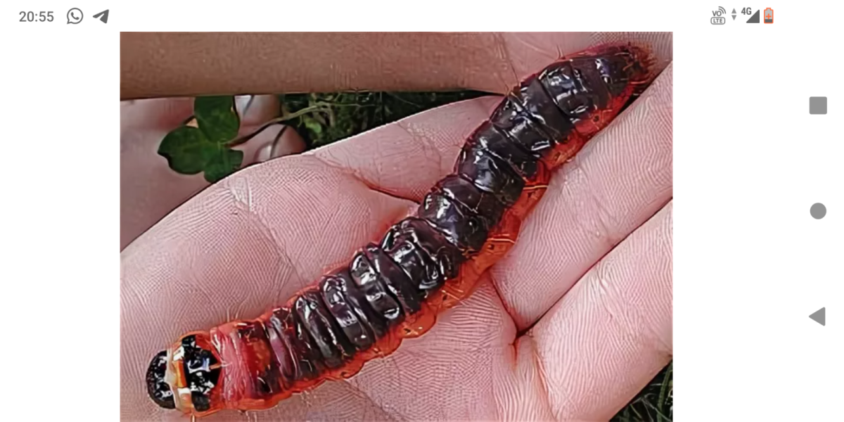 Цимбекс берёзовый гусеница бабочка