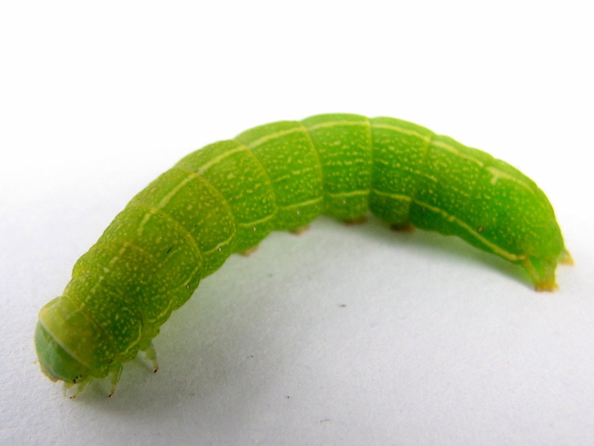 Distinct Quaker (Achatia distincta) Larvae - Orthosia