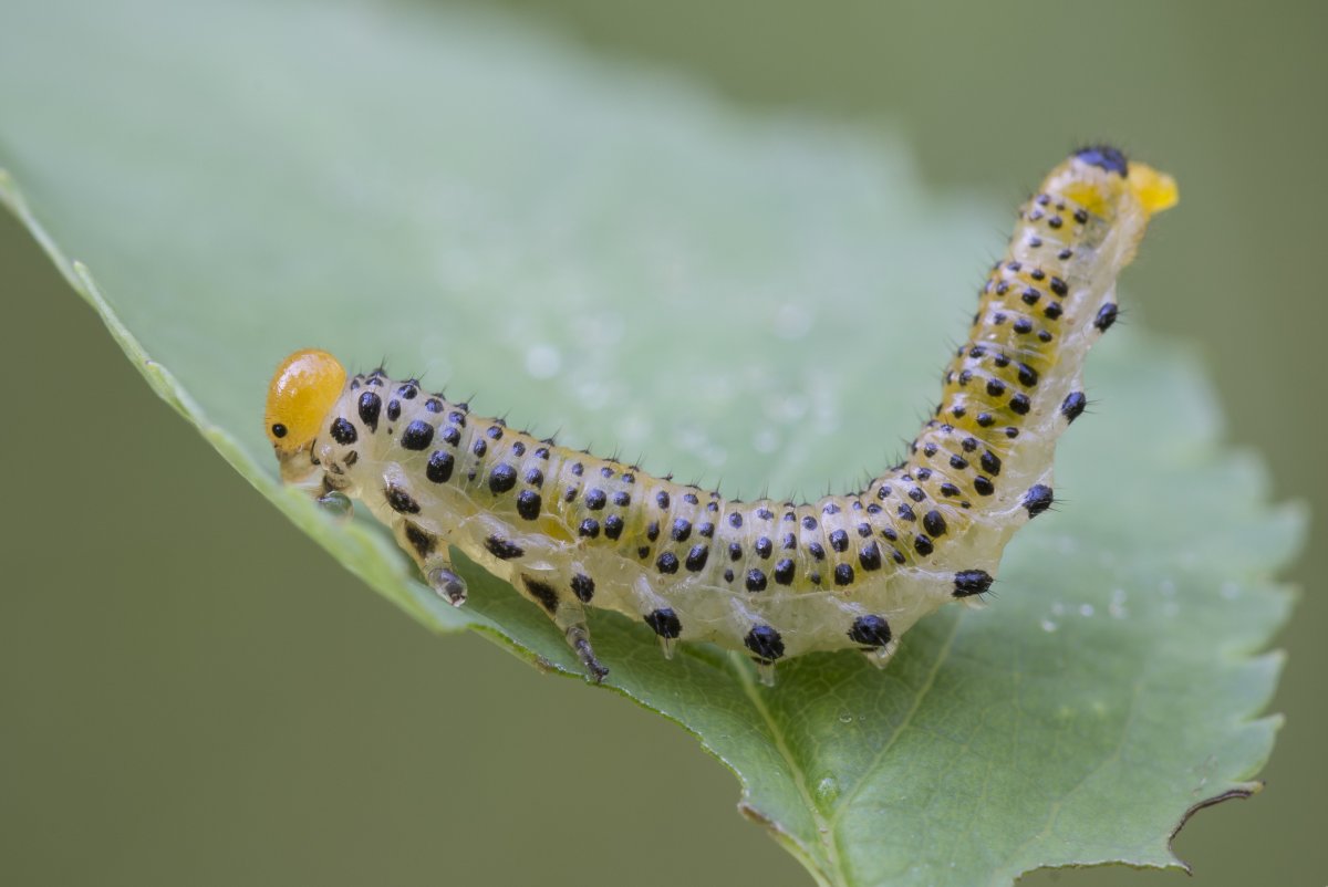 Гусеница бабочки Spicebush Swallowtail