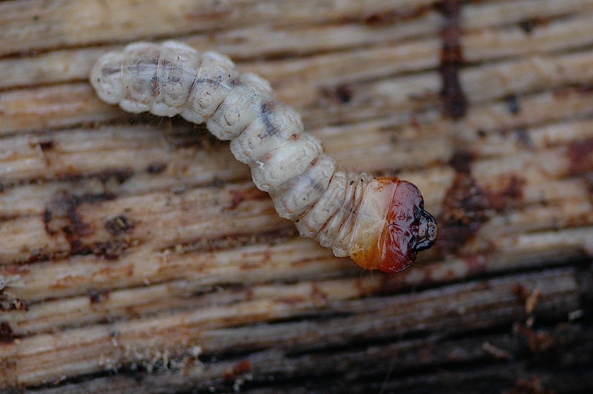 Зеленая гусеница капустница