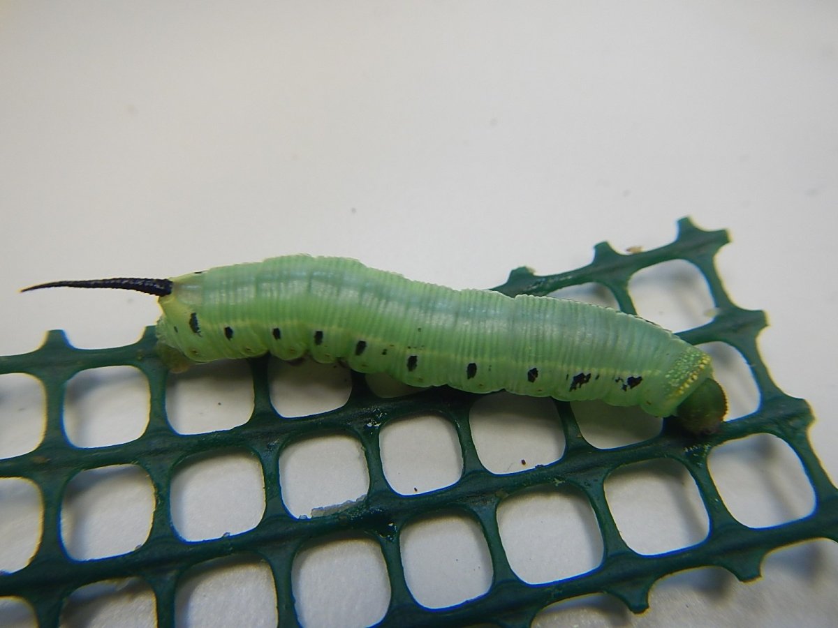 Green Caterpillar гусеница