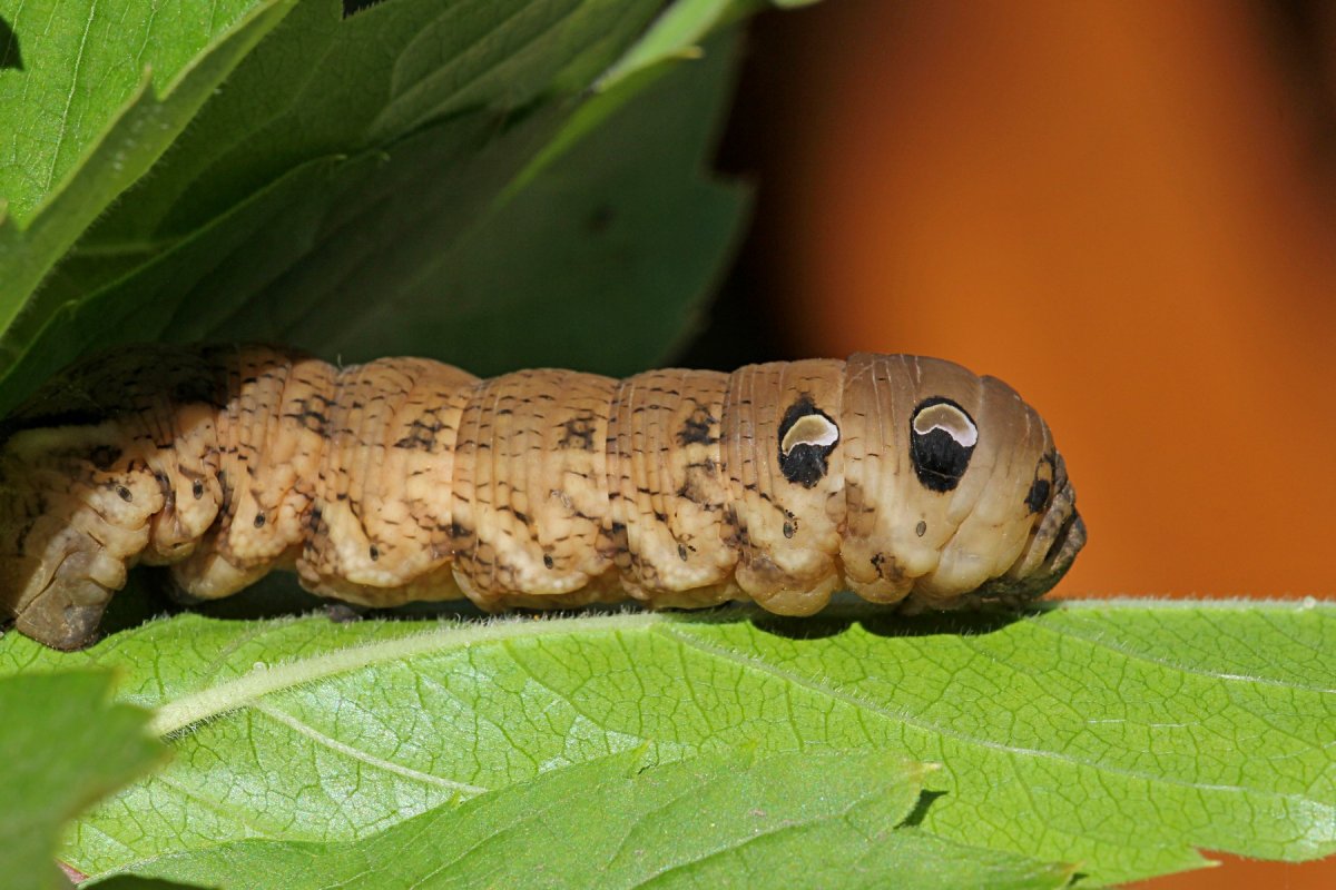 Eupsilia transversa гусеница