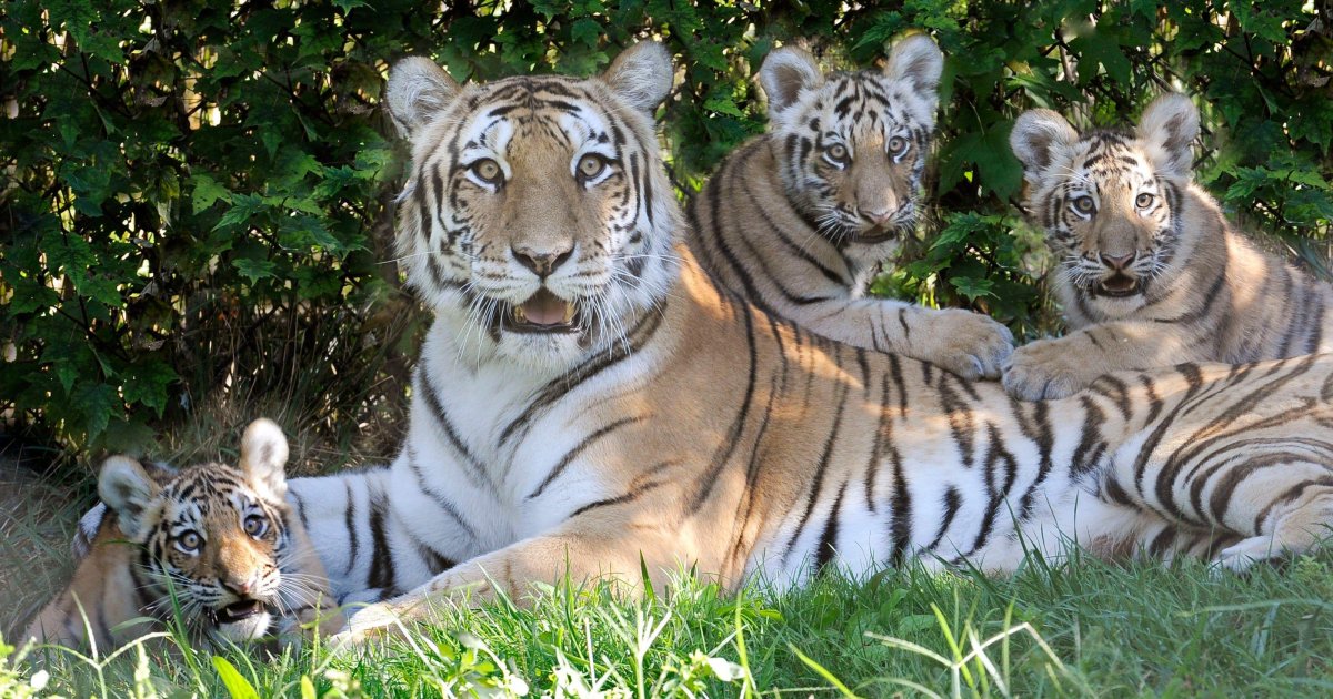 Стая тигров