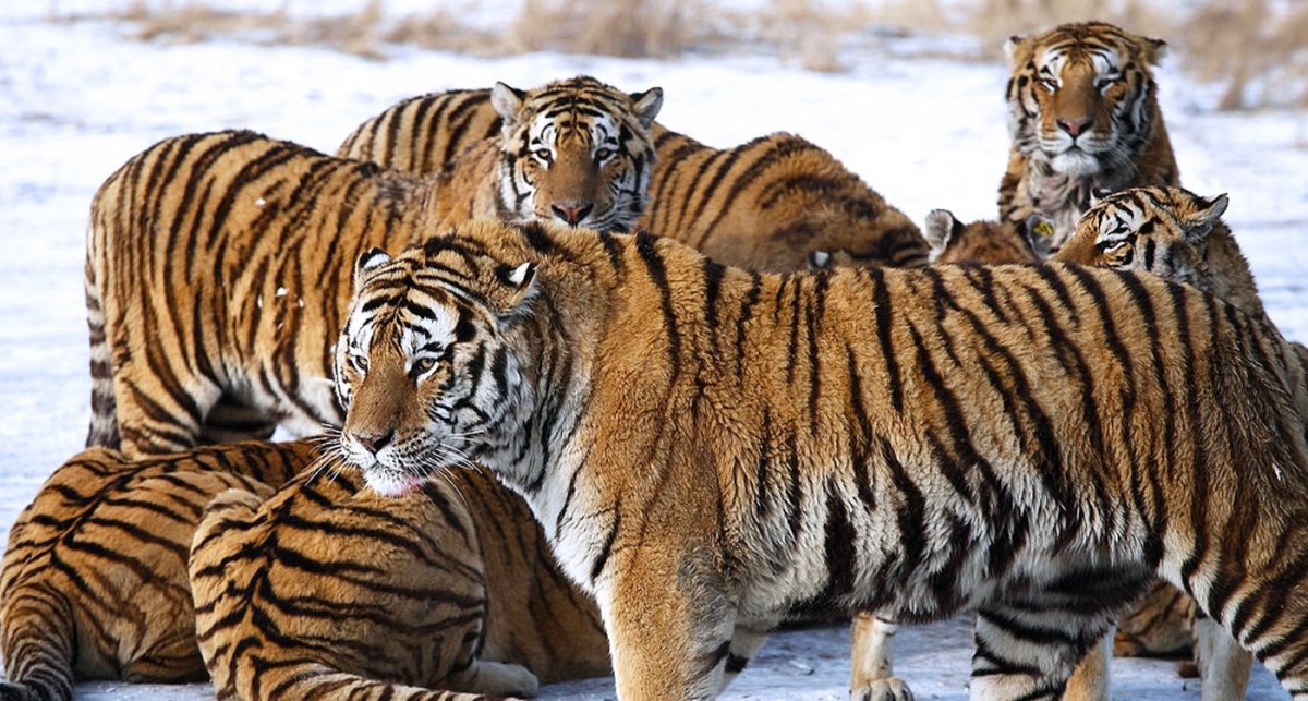 Белый тигр и тигрица с тигрятами