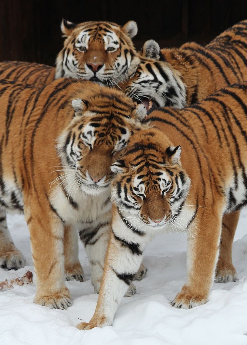 Амурский тигр против Волков