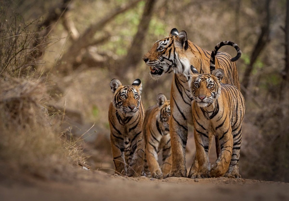 Уссурийский тигр