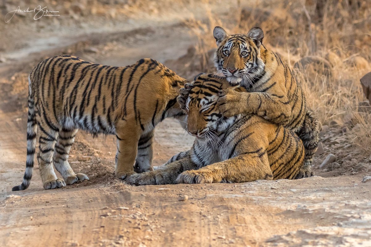 Амурские тигры группа