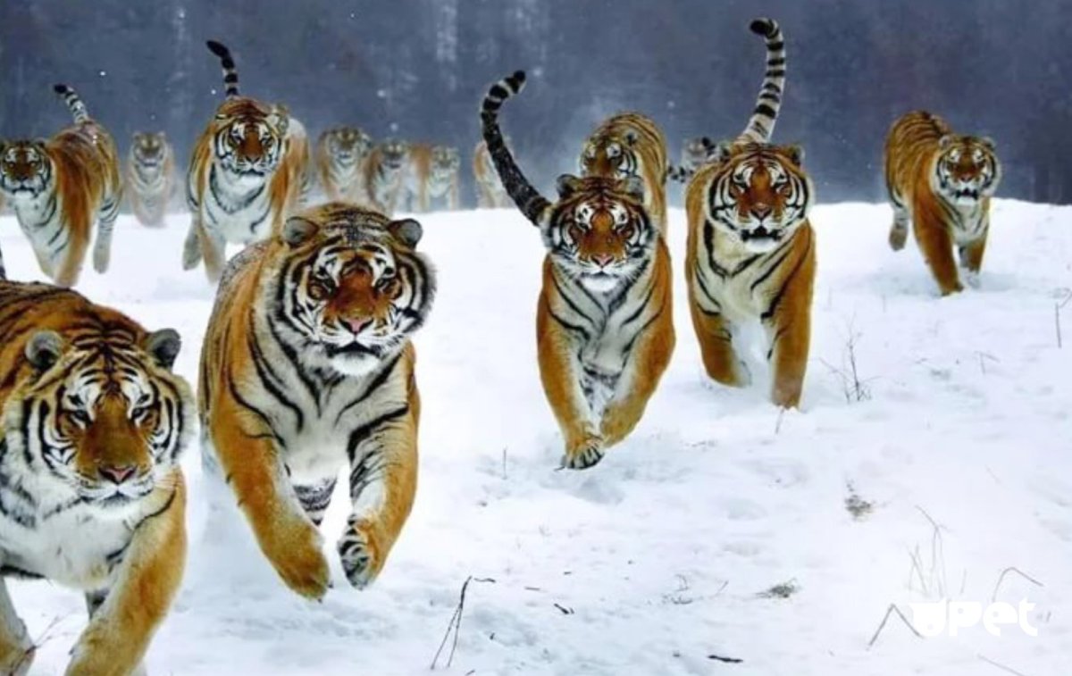 Семья тигров 3 тигра