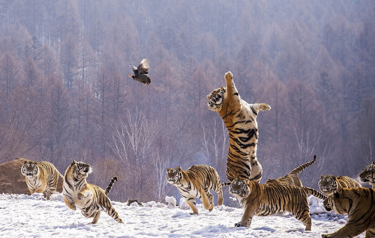 Золотой бенгальский тигр