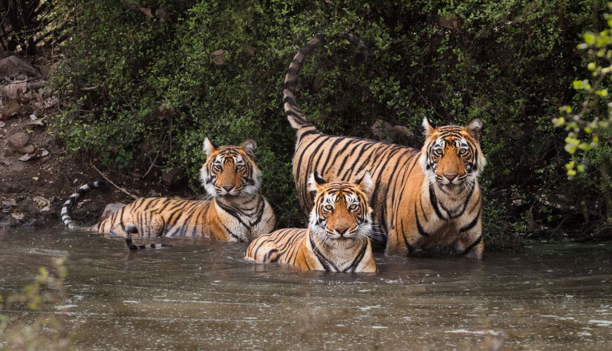 Тигр облизывается