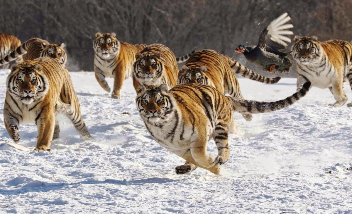 Охрана Амурского тигра в России