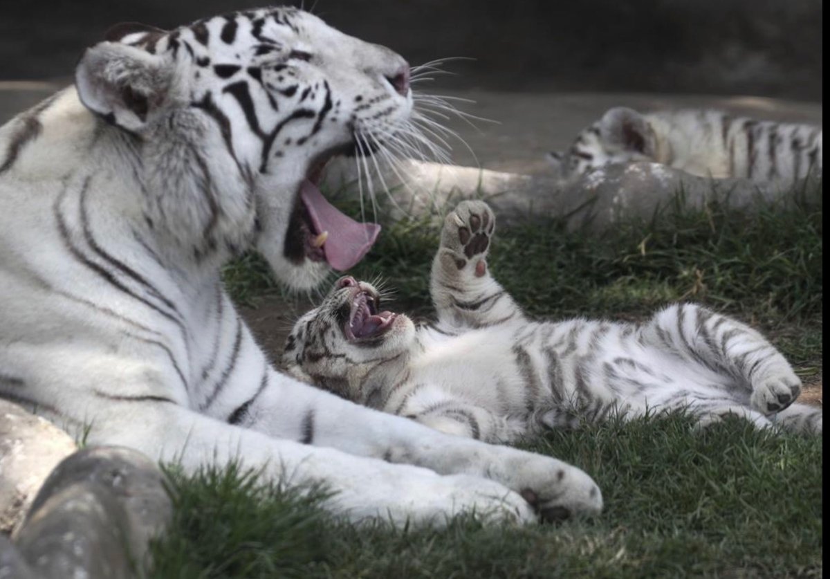 Стая белых тигров