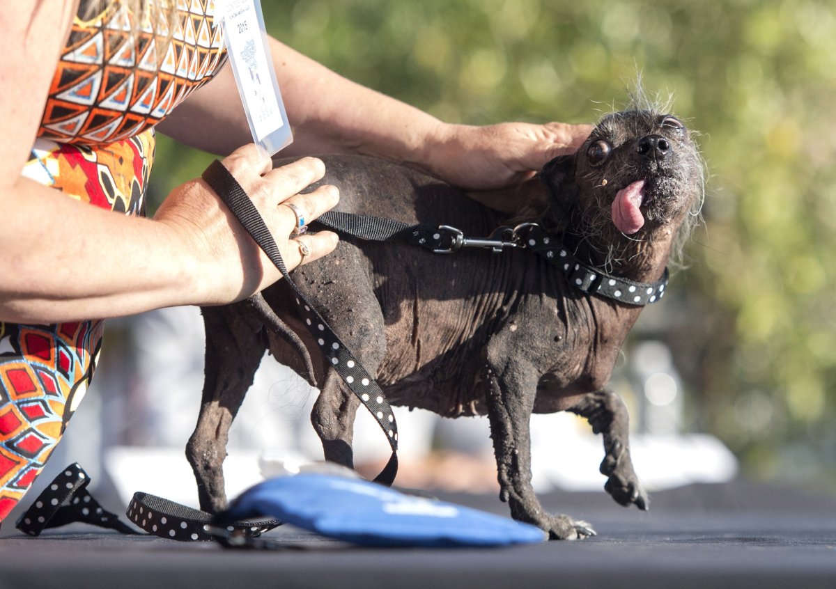Сутулая овчарка Макс