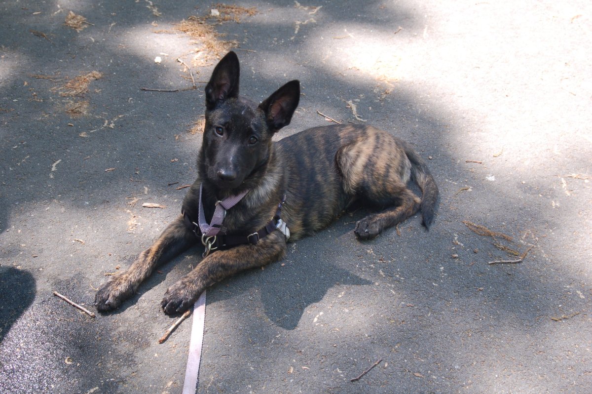 Мексиканская хохлатая уродливая