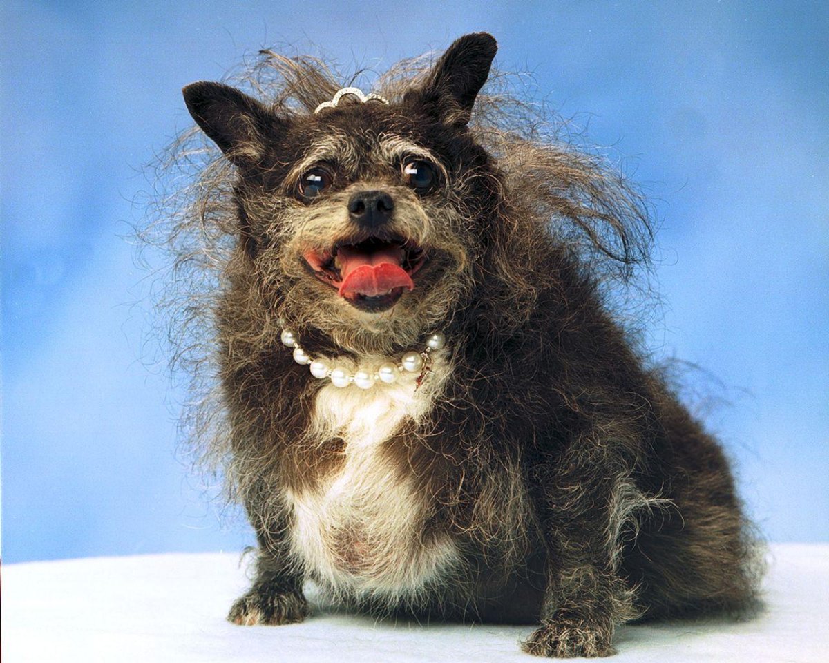 Овчарка Квазимодо