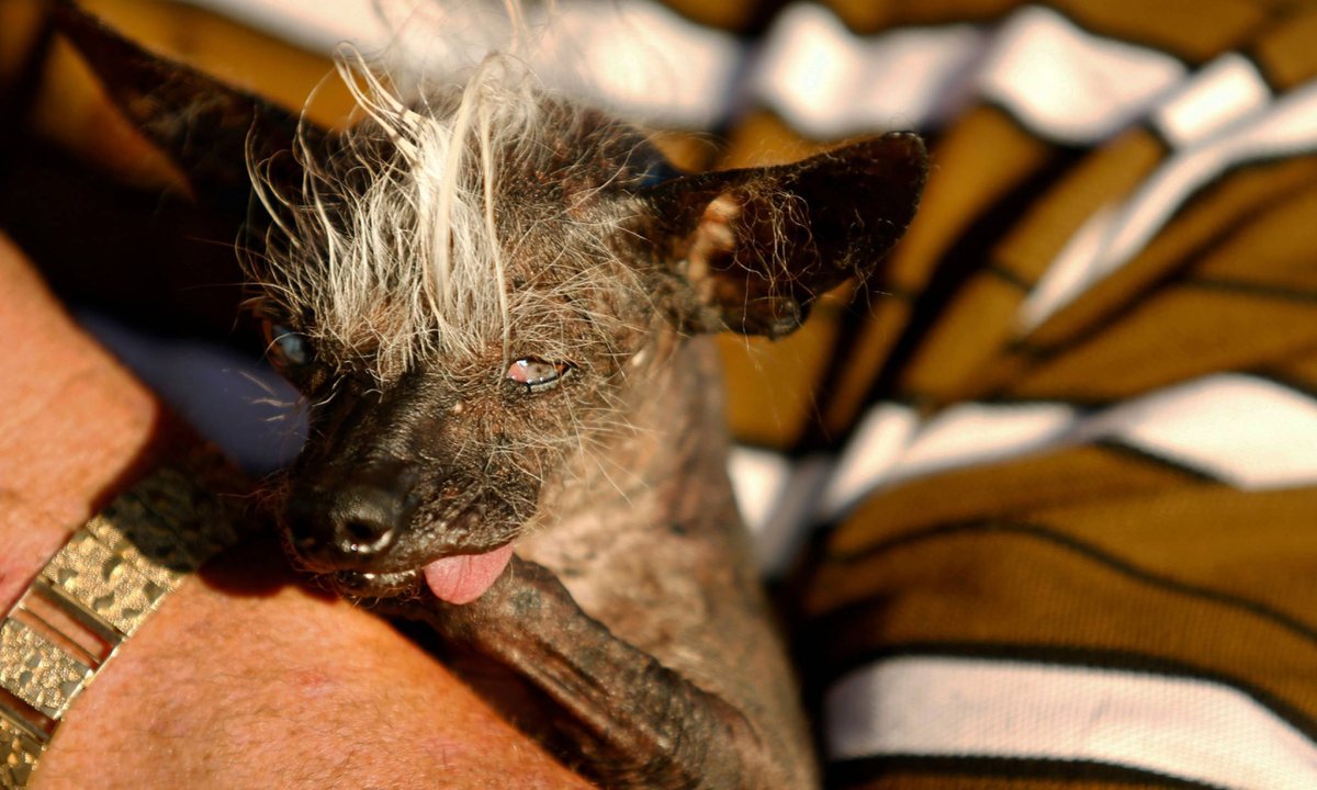 Голландская овчарка ДШ к9