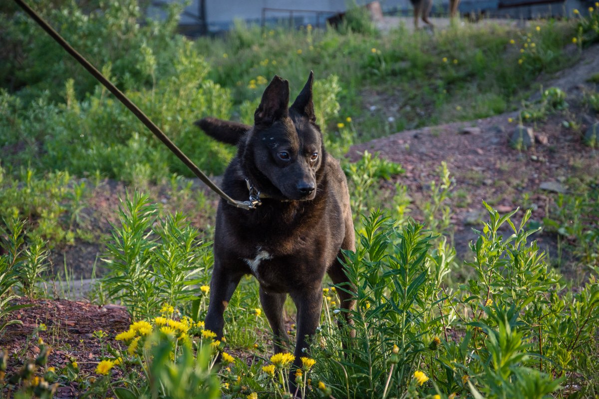 Самая уродливая собака в мире Квазимодо