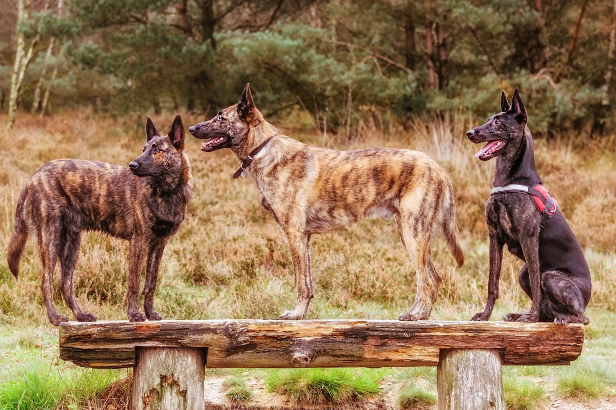 Необычная Дружба животных