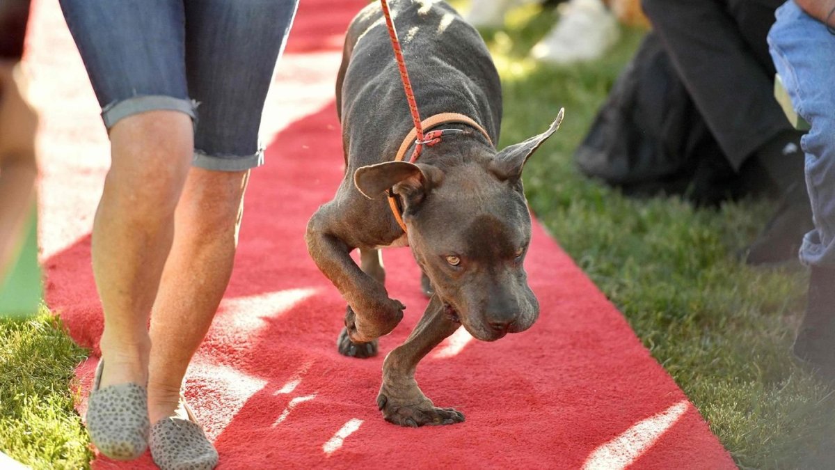 Голландская овчарка обои на телефон