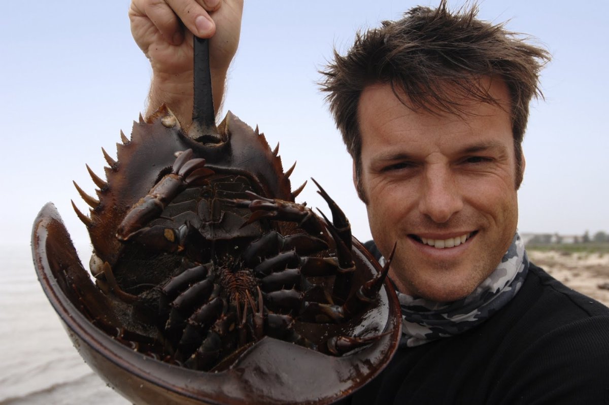 Самые страшные животные Австралии