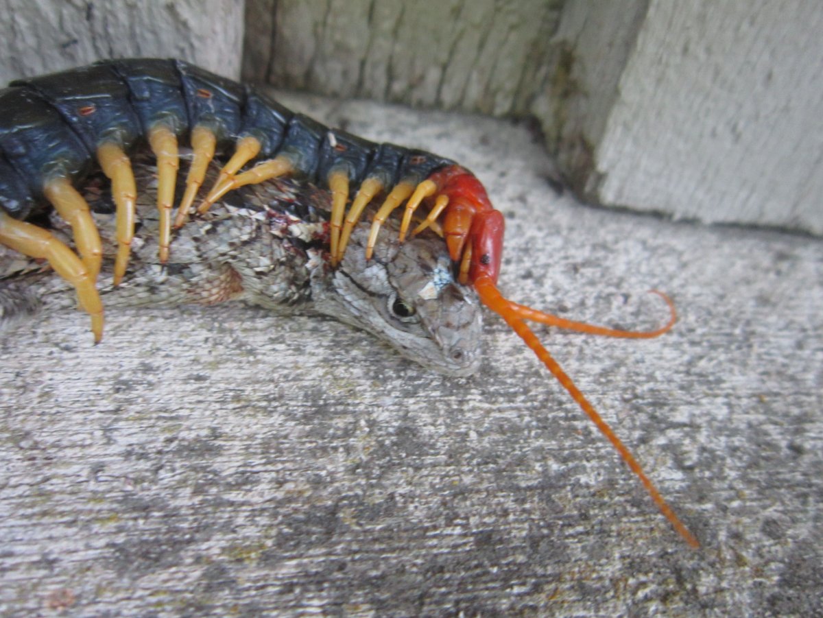 Страшные насекомые Австралии