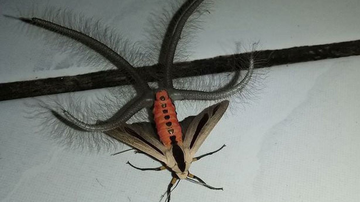 Бабочка Creatonotos Gangis.