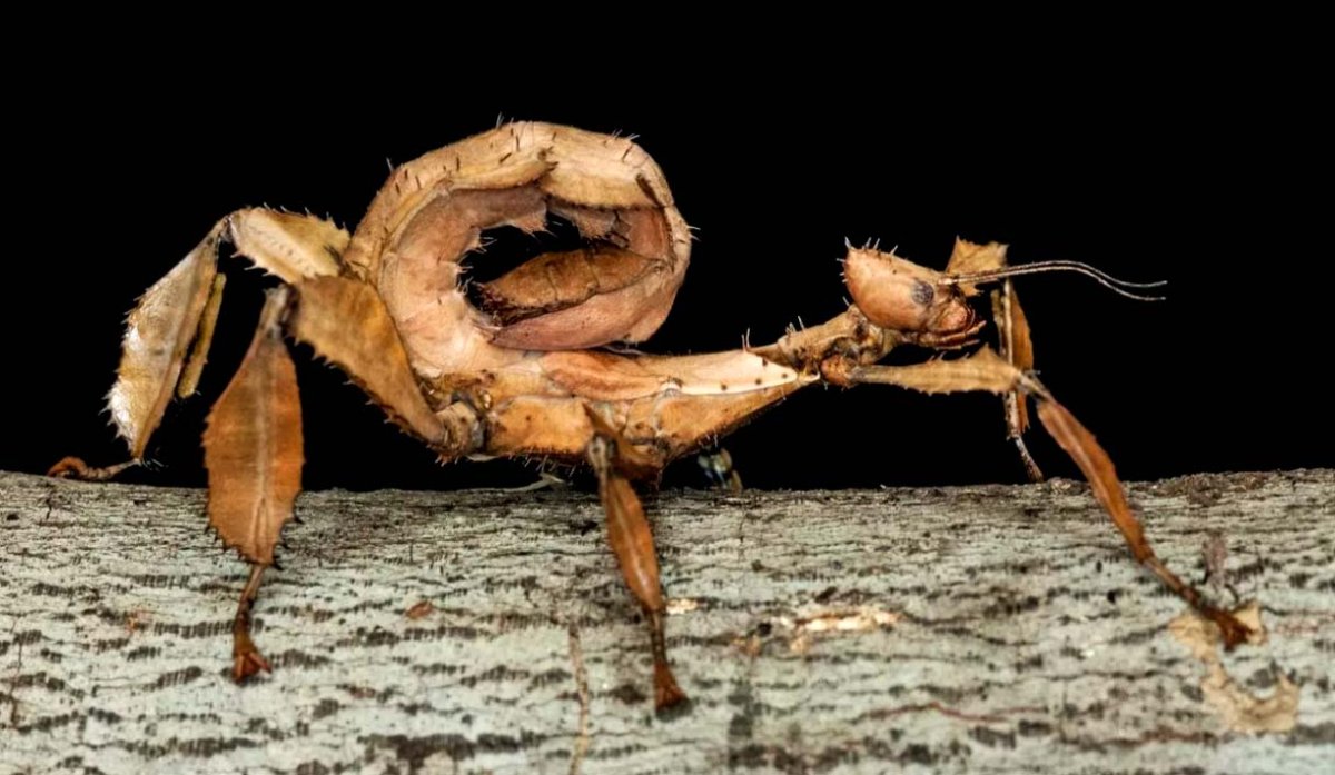 Палочник Extatosoma tiaratum