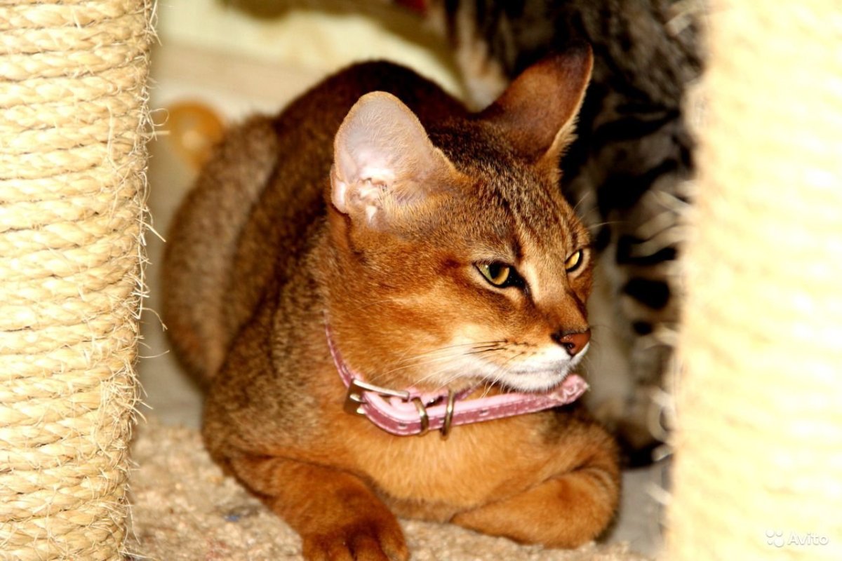 10 Самых опасных пород кошек в мире