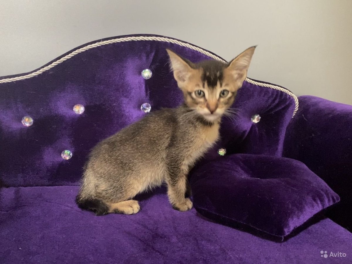 Чаузи и Абиссинская кошка