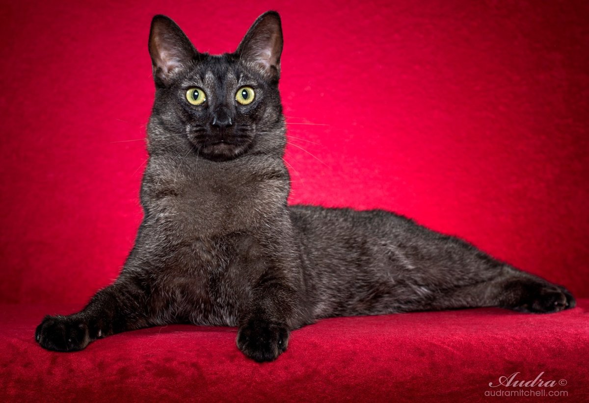 Чаузи ф1 черный