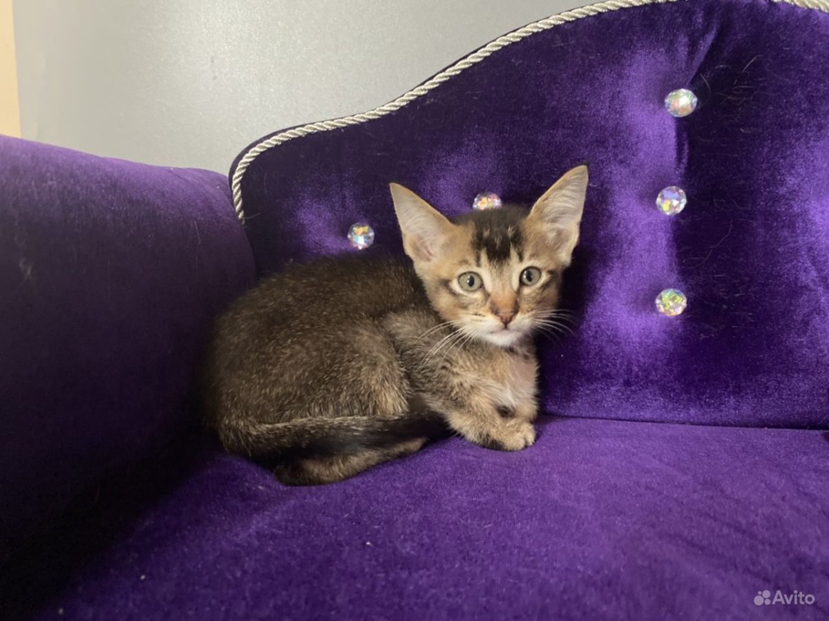 Саудовская чаузи порода