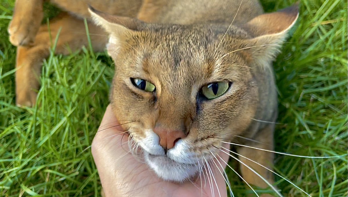Новорожденные Абиссинские котята