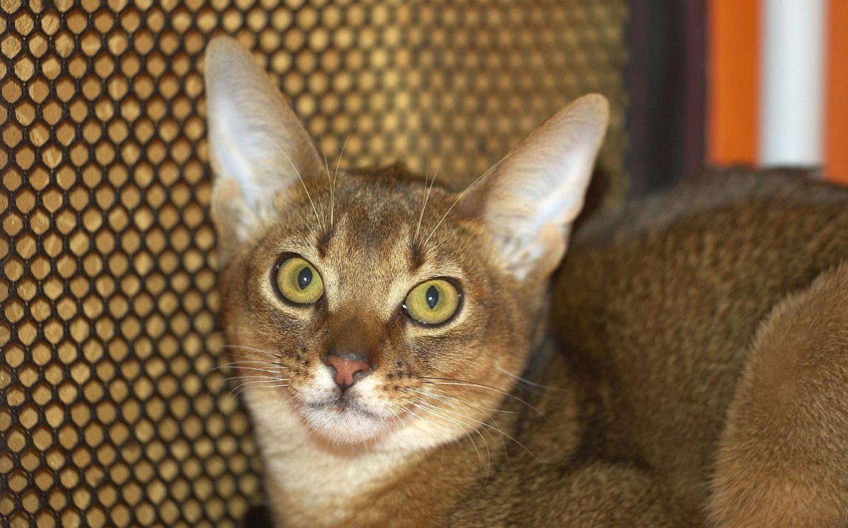 Кот чаузи ф1