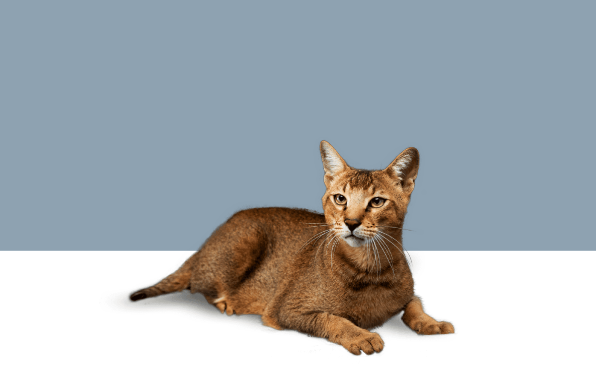 Абиссинская кошка