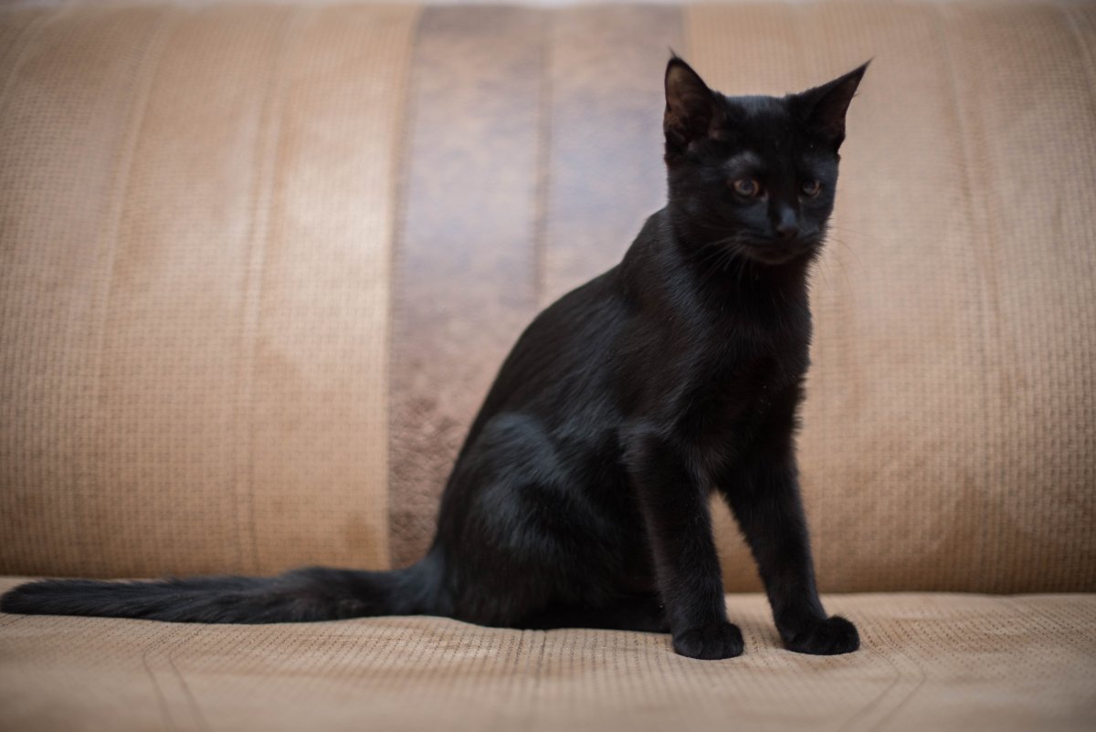 Египетская кошка Абиссинская