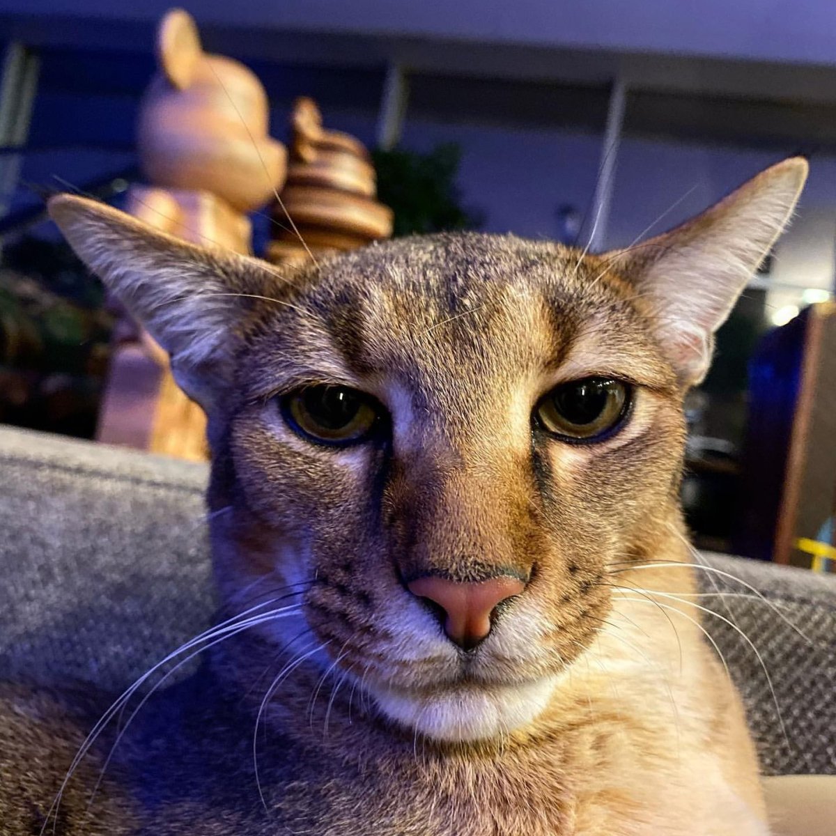 Чаузи ф1 Тимати