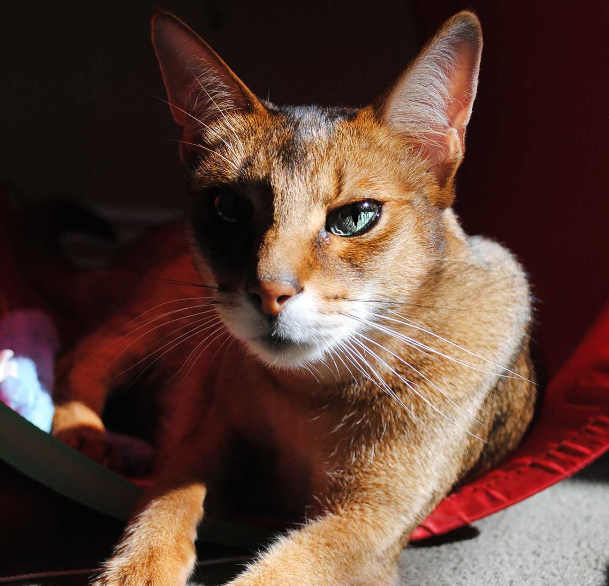 Камышовый котенок