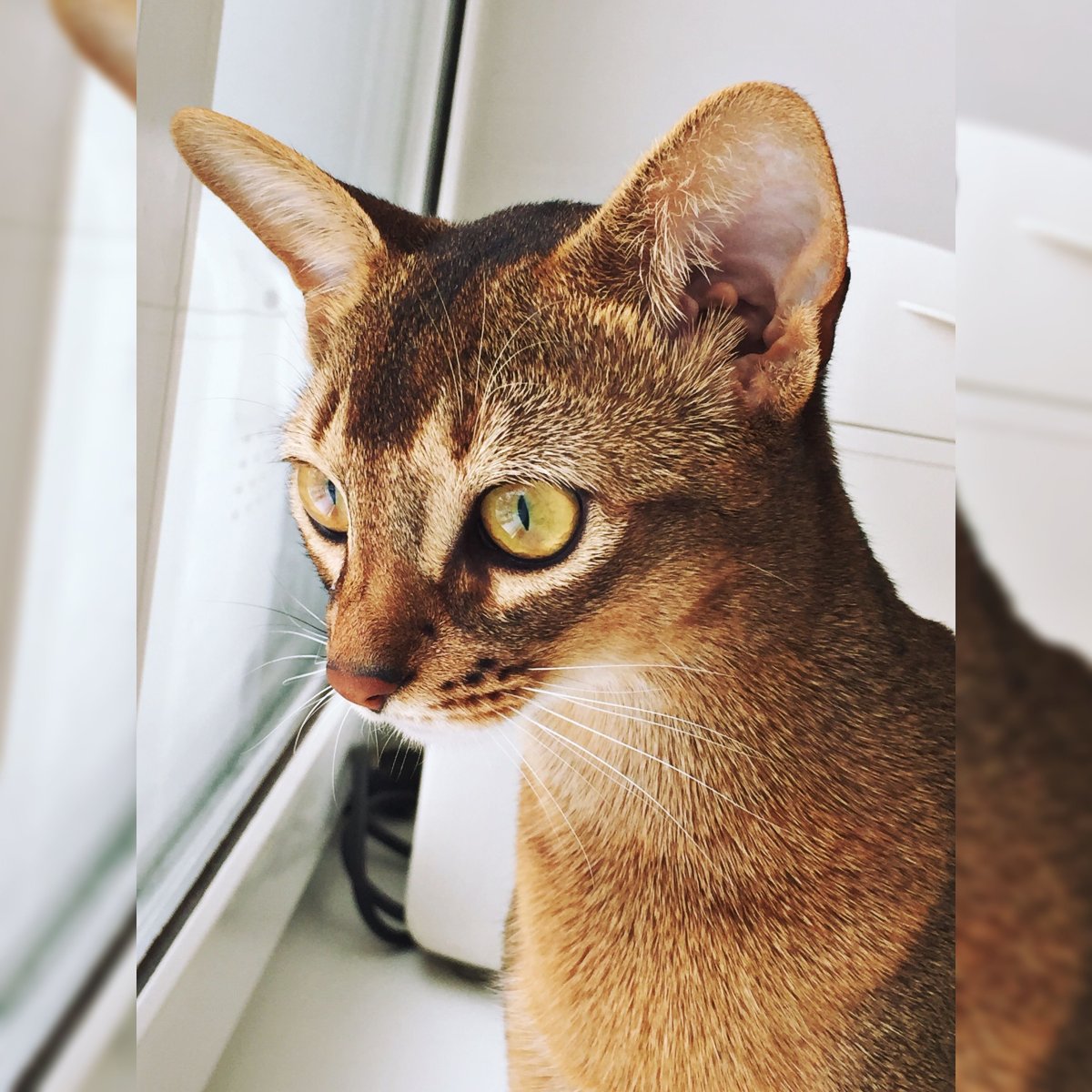 Египетская кошка Абиссинская