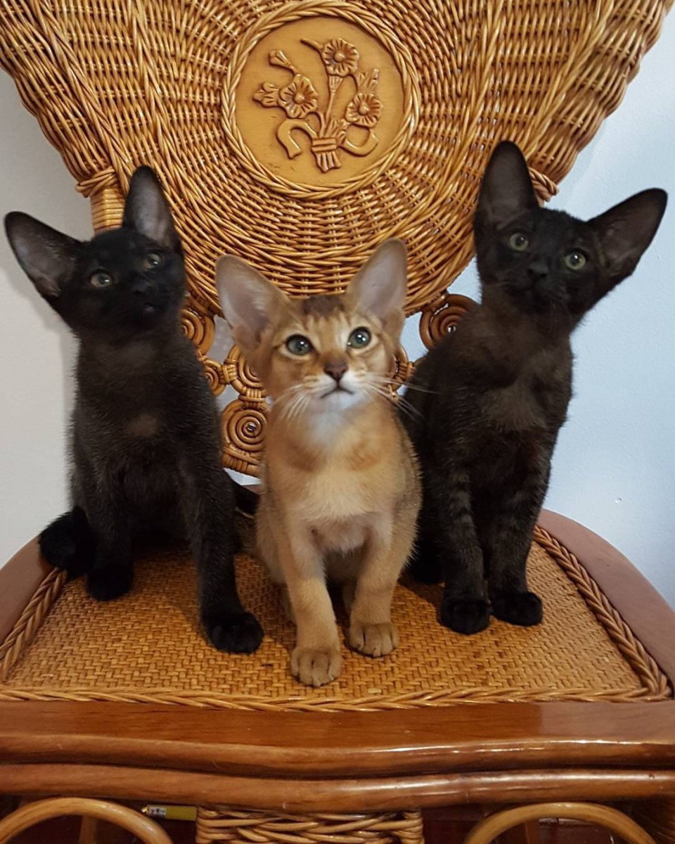 Чаузи кошка ф1 Саванна